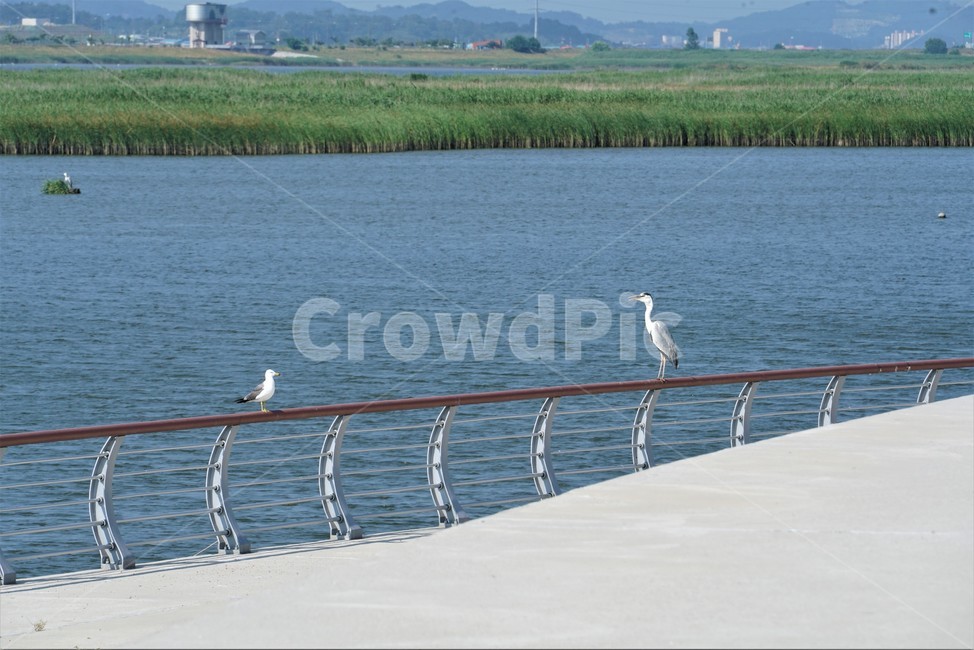 갈매기,도요목,commongull,새,조류,물새류,gull,괭이갈매기