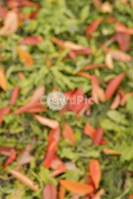 민들레씨,민들레,단풍,가을,자연,나뭇잎,꽃,가을,계절,fall,autumn,season,식물,자연,plants,nature,꽃,flower,plant