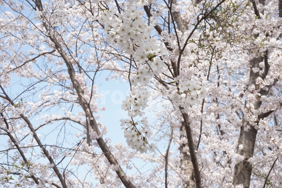 봄,계절,벚꽃,자연,핑크,분홍,봄,계절,spring,season,식물,자연,plants,nature,꽃,flower,나무,trees,wood,plant,cherry blossom,blossom