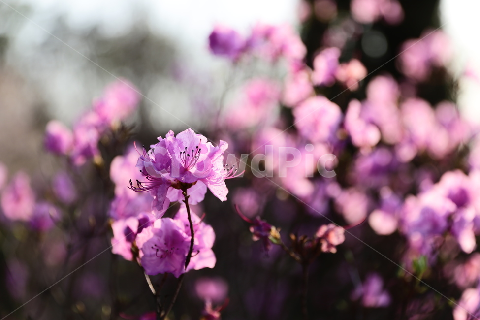 봄,진달래,분홍,핑크,오후의진달래,오후의햇빛,식물,자연,plants,nature,꽃,flower