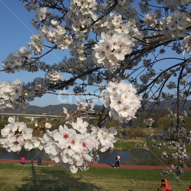 강변,갑천,벚꽃,cherryblossom,산책로,식물,꽃