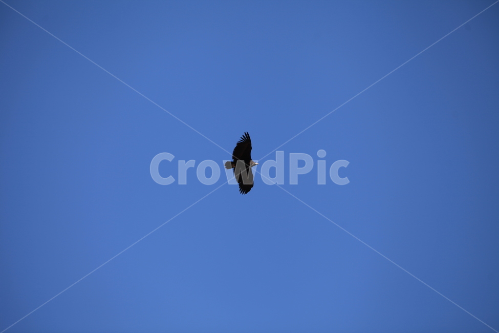 동물,animal,새,bird,flying,나는,독수리,파란,하늘,야생,조류,철새