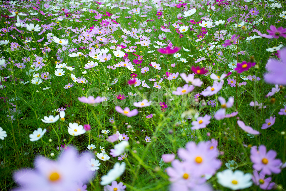 plant,식물,flower,꽃,blossom,코스모스,cosmos,가을,계절,fall,autumn,season,식물,자연,plants,nature,꽃,flower,outdoors,옥외,grassland,목초지,field,들,rural,농촌,farm,농장,meadow