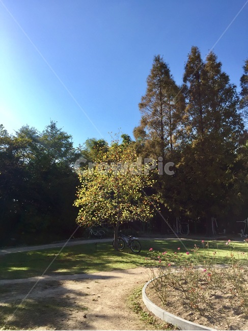 나무,햇빛,자전거,공원,tree,bicycle,자연,풍경,nature,landscape,plant,식물,grass,잔디