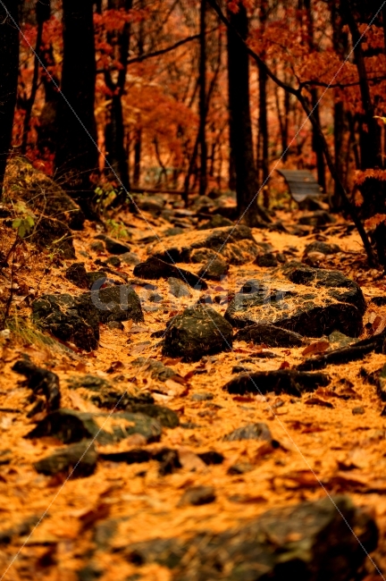 가을,가을산행,등산,감악산,길,가을,계절,fall,autumn,season,자연,풍경,nature,landscape,ground,바닥,plant,식물,leaf,잎