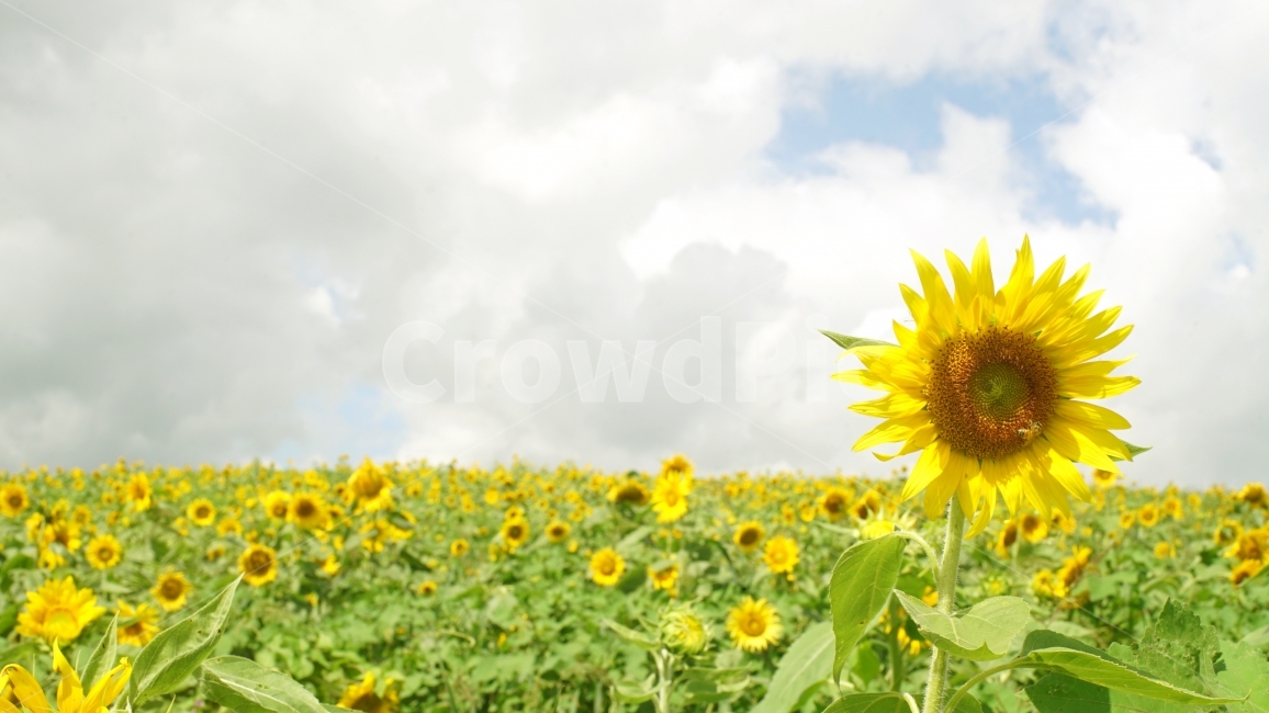 sky,bee,honey,sunflower flower,sunflower field,sunflower,summer,flower