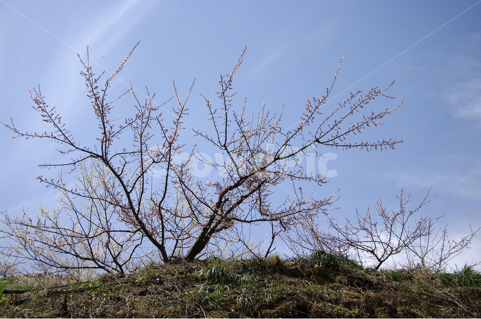 매화,나무,하늘,파란하늘,꽃봉오리,봄,봄날,봄풍경,봄꽃,감성,spring,flower,봄길,산책,봄나들이,식물,꽃,초록,언덕,봄,계절,spring,season,식물,자연,plants,nature,나무,trees,wood