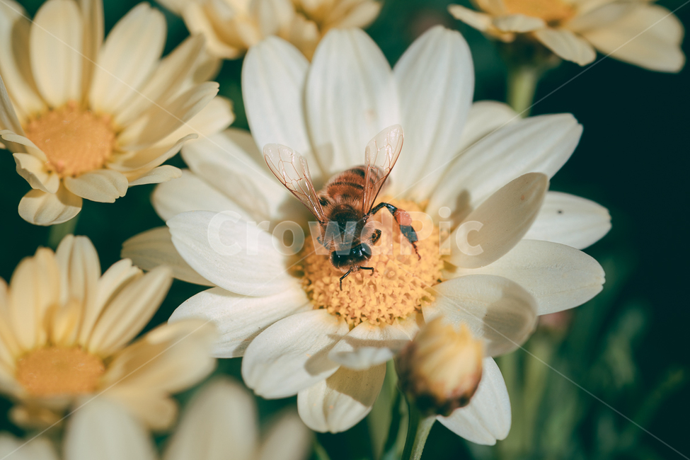 꽃,flower,식물,야생화,데이지,벌,꿀벌,봄,계절,spring,season