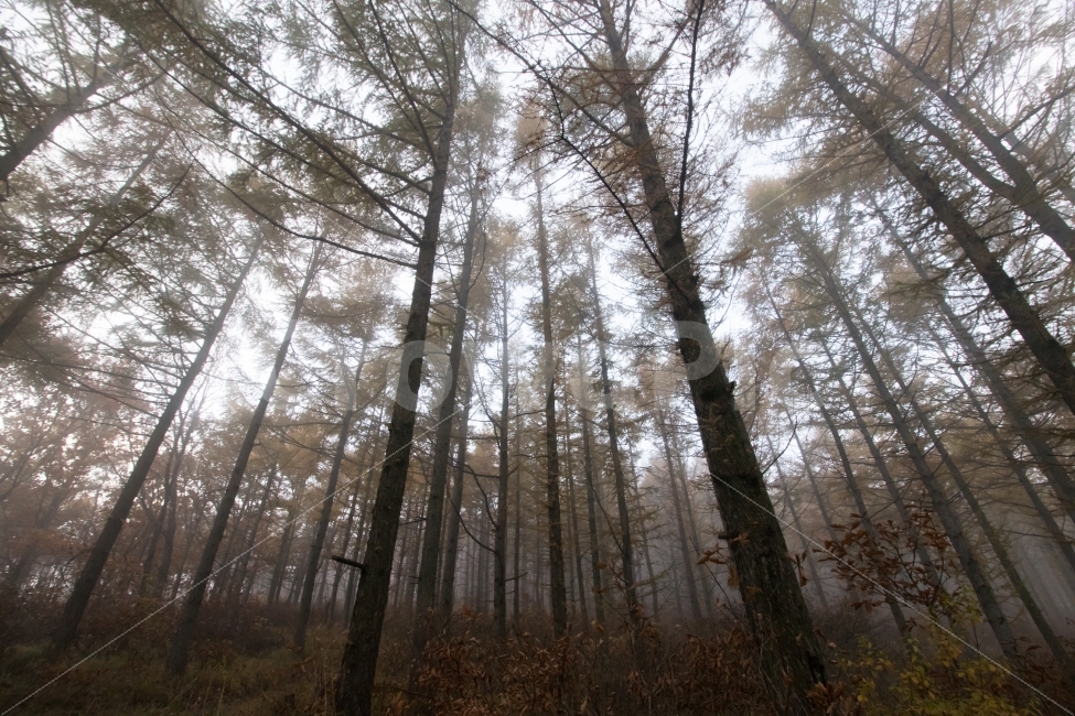 나무,숲,산,안개,가을,가을,계절,fall,autumn,season,자연,풍경,nature,landscape,식물,plants,나무,trees,wood,tree,plant