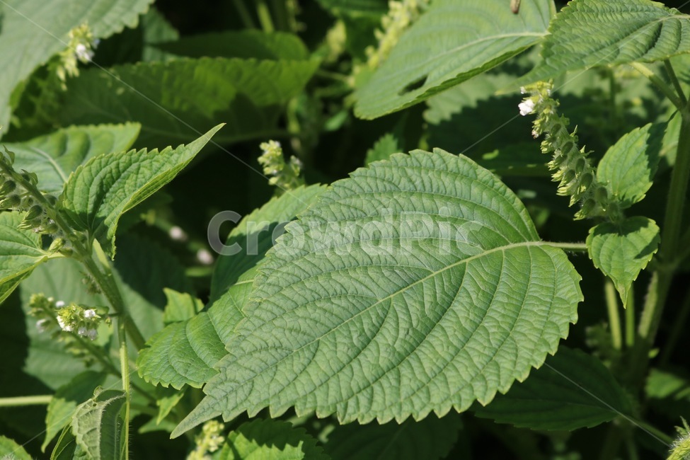 깻잎,야채,초록,햇빛,그림자,흰색,sesameleaf,gomanoha,vegetable,green,midori,sunlight,hizashi,shadow,kage,white,shiro,식물,자연,plants,nature