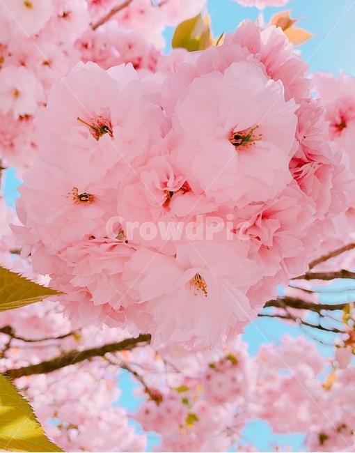 겹벚꽃,왕벚꽃,벚꽃,나무,분홍색,색감,봄,봄나무,봄꽃