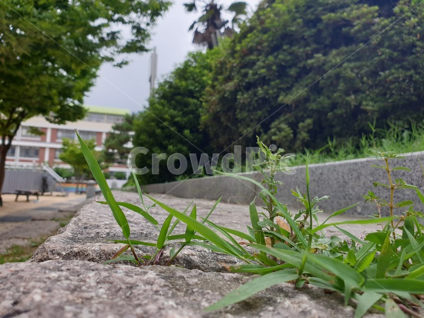 하늘,나무,풀,초등학교,건물