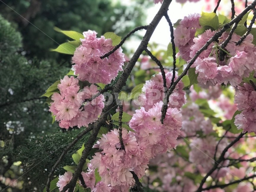 봄,벚꽃,꽃,풍경,계절,springseason,식물,자연,plants,nature,flower,나무,treeswood,하늘,구름,겹벚꽃,수봉공원,공원