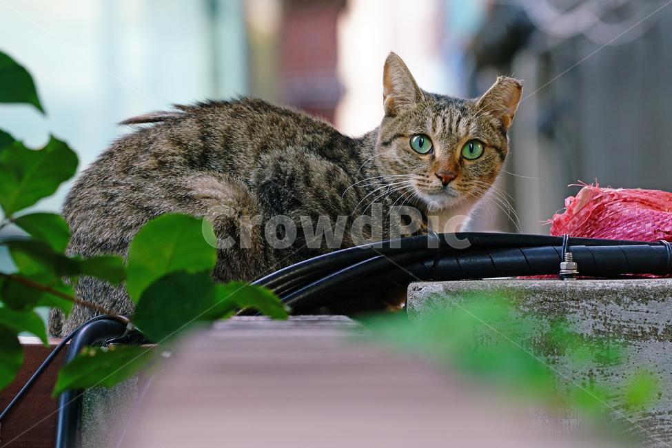 고양이,길고양이,길냥이,야옹이,냐옹이,냥냥이,반려묘,애완묘,반려동물,애완동물,야생동물,펫,캣,mammal,animal,pet,cat,abyssinian,동물,animal,포유류,mammal,고양이,cat,kitten,kitty