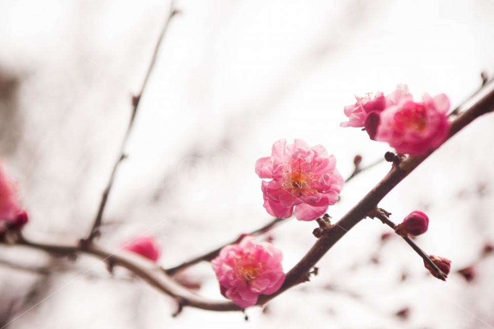 꽃,봄,자연,매화,풍경,풍경사진,꽃사진,나무,꽃나무,flower,spring,nature,tree,landscape,봄,계절,spring,season,식물,자연,plants,nature,꽃,flower,감성,sensible,feeling,plant,blossom