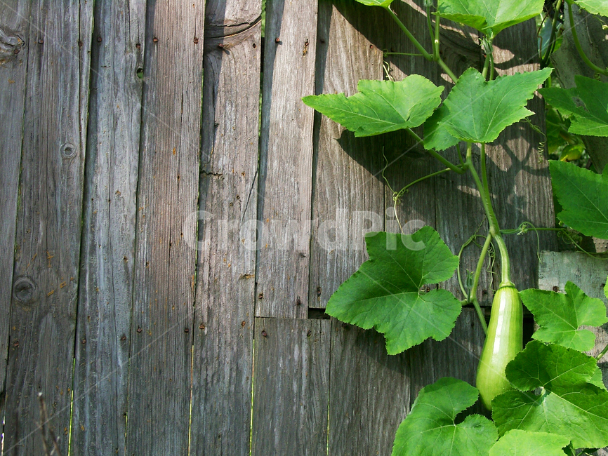 호박,애호박,야채,채소,농작물,호박잎,식물,자연,plants,nature