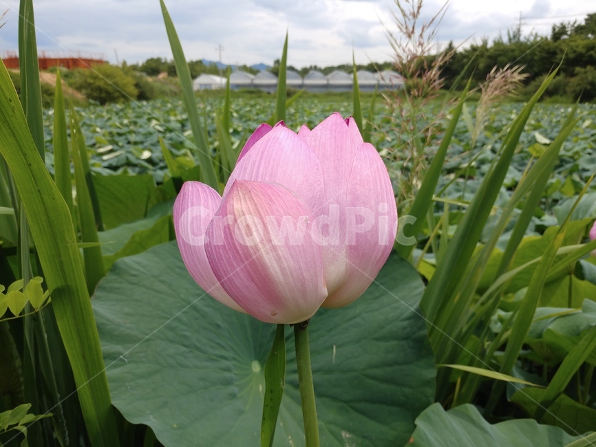연꽃,수련과,lotus,수련,물풀,수단화