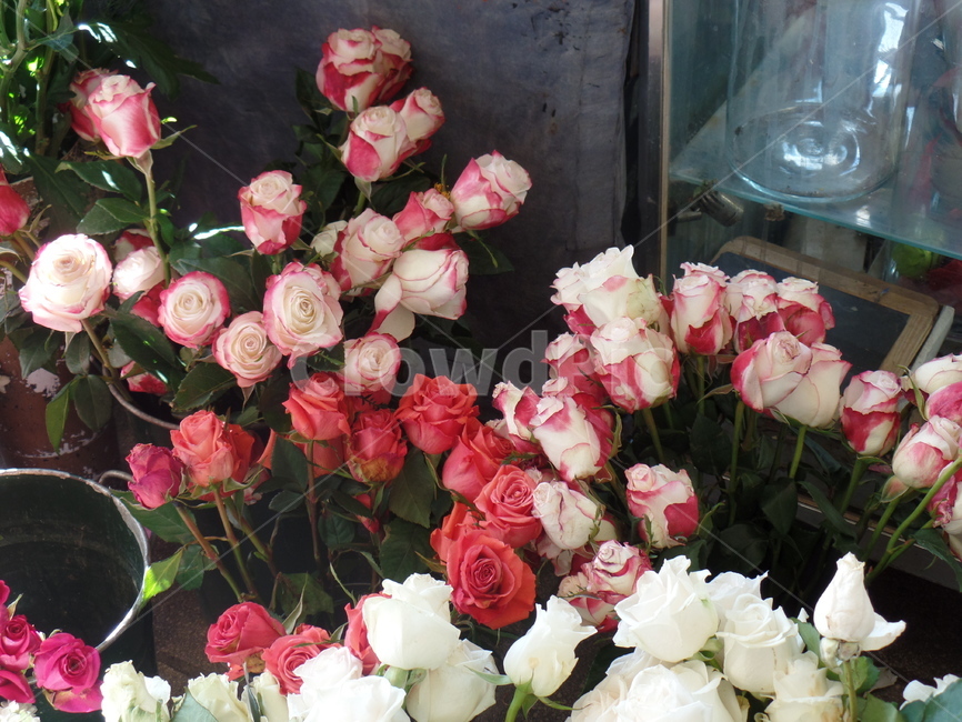 런던,장미,꽃,장미꽃,플라워,식물,자연,plants,nature,꽃,flower