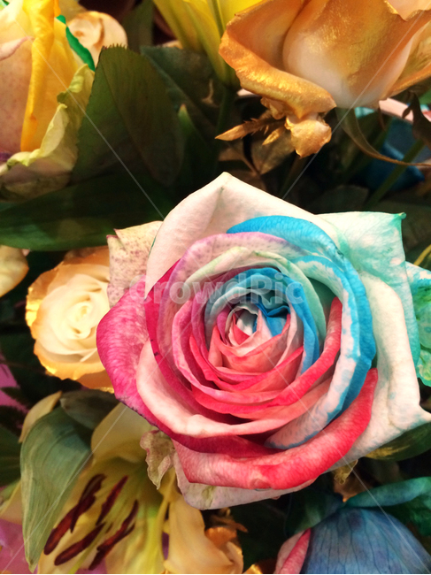 rose,장미,꽃,flower,blossom,식물,plant,노랑,옐로우,그린,녹색,초록색,봄,계절,yellow,green,spring,season,감성,색깔,색감,emotion,sensible,color,레인보우,무지개색,rainbow