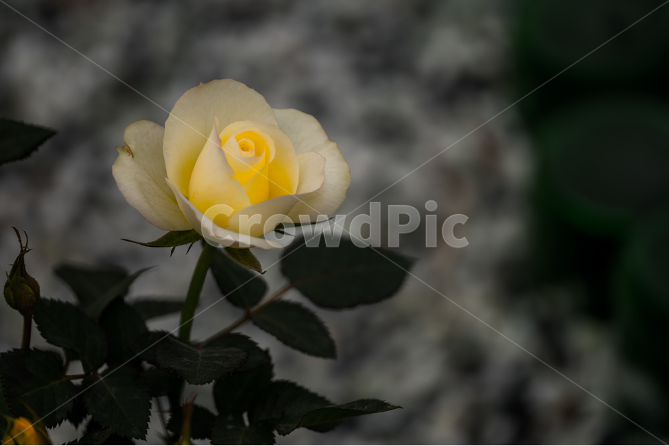 장미,노란장미,식물,자연,flower,식물,자연,plants,nature,꽃,flower
