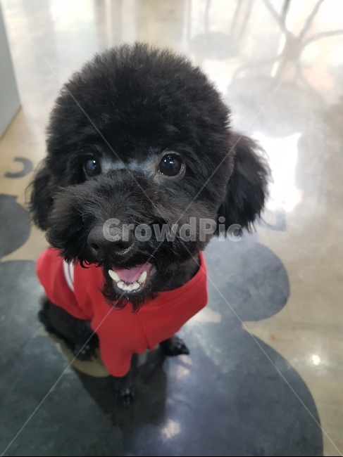 푸들,반려견,블랙푸들,강아지,애완동물,토이푸들,애완견,동물,animal,포유류,mammal,개,강아지,dog,doggy