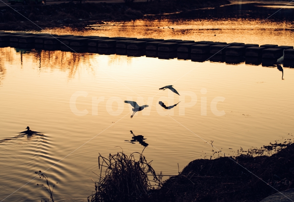 노을,새,가을,날다,동물,자연,동물,animal,자연,풍경,nature,landscape,조류,새,birds,bird,outdoors,옥외,water,물