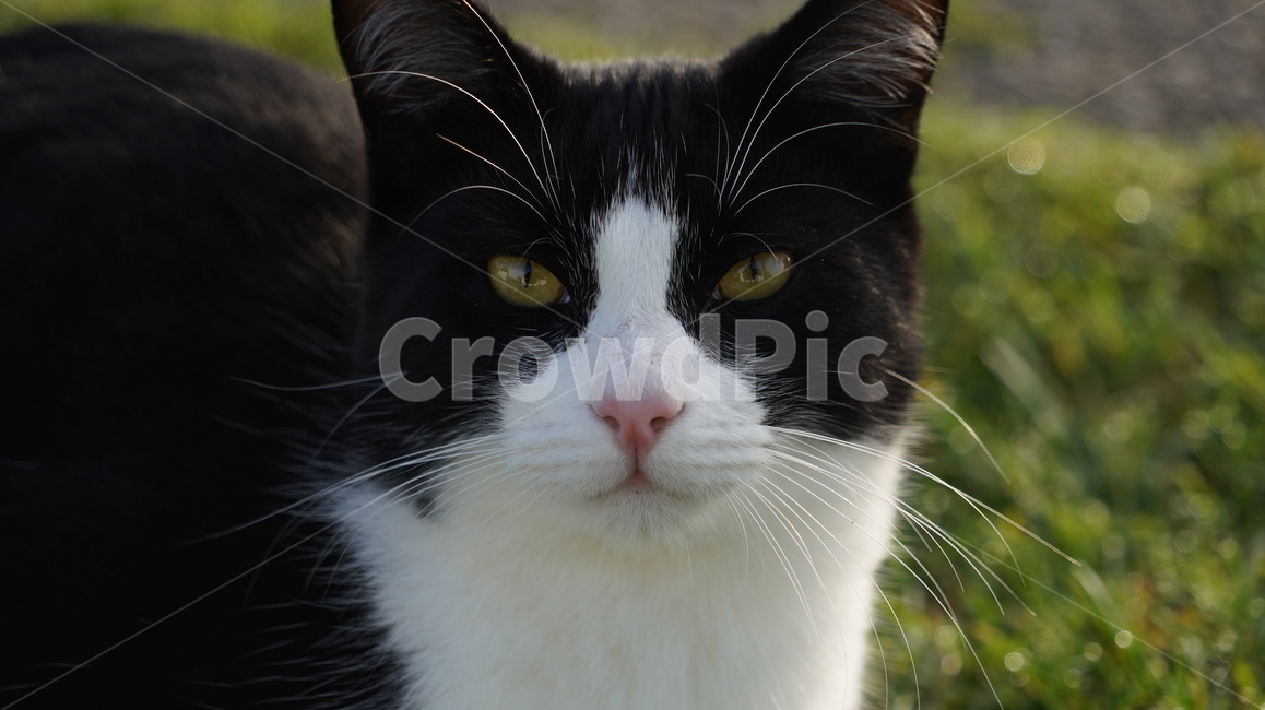 고양이,길고양이,고양이얼굴,cat,애완고양이,검정고양이,동물,animal,포유류,mammal,고양이,cat,kitten,kitty
