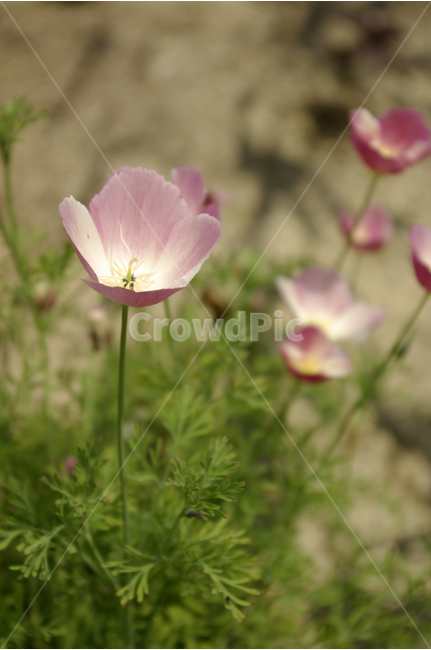 양귀비,꽃,식물,flower,color,nature,자연,식물,자연,plants,nature,꽃,flower