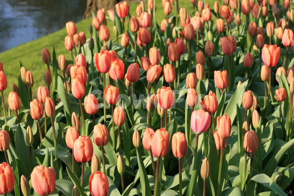 꽃,정원,튤립축제,식물,꽃밭,튤립,flower,garden,tulip,식물,자연,plants,nature,꽃,flower