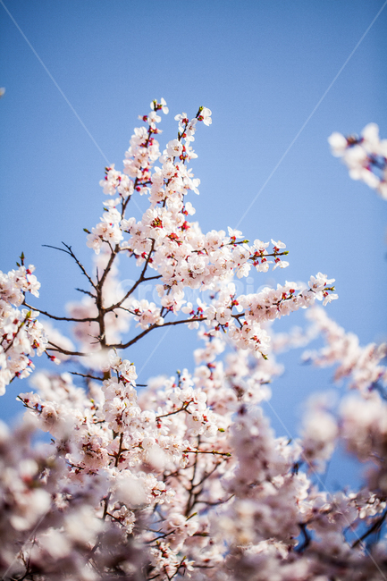 벚꽃,plant,식물,꽃,tree,봄,flower,blossom