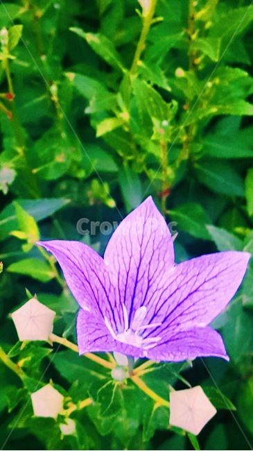 도라지꽃,보라색,보라색꽃,자연,꽃,식물,자연,plants,nature,꽃,flower