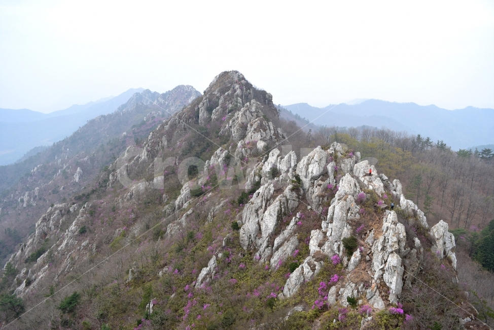 주작산,덕룡산,진달래,풍경,기암,바위,비경,봄풍경,분홍색,진달래꽃,강진,명산,산행,등산,마운틴,자연,풍경,nature,landscape,봄,계절,spring,season,slope,경사,outdoors,옥외,mountain,산