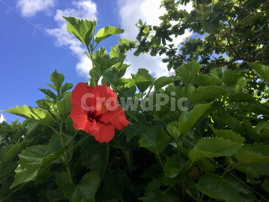 빨간꽃,자연,풀잎,꽃,붉은꽃,식물,자연,plants,nature,꽃,flower