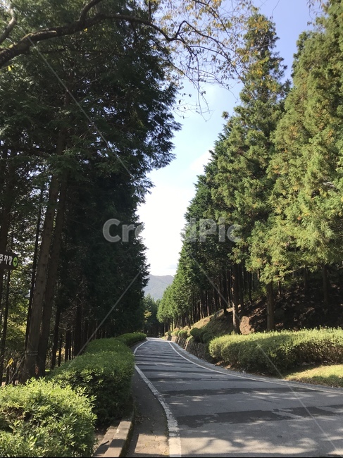 둘레길,나무,길,산,초록,자연,풍경,nature,landscape