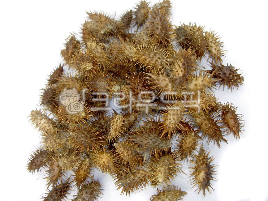 raw material,Dokomali,dry,window,dried,Healthy material,herbal tea,healthy tea,Dokgomari