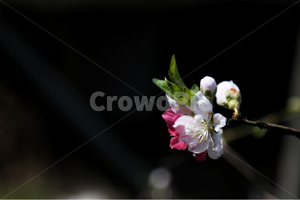 풍경,봄,감성,복숭아,삼색도화꽃,봄,계절,spring,season,식물,자연,plants,nature,꽃,flower,plant