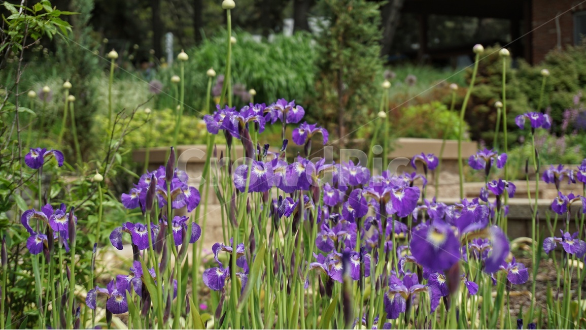 붓꽃,꽃,보라색,flower,plant,식물,물가,violet,color,자연,색깔,아이리스,iris,nature,초록,green,풀,식물,자연,plants,nature,꽃,flower
