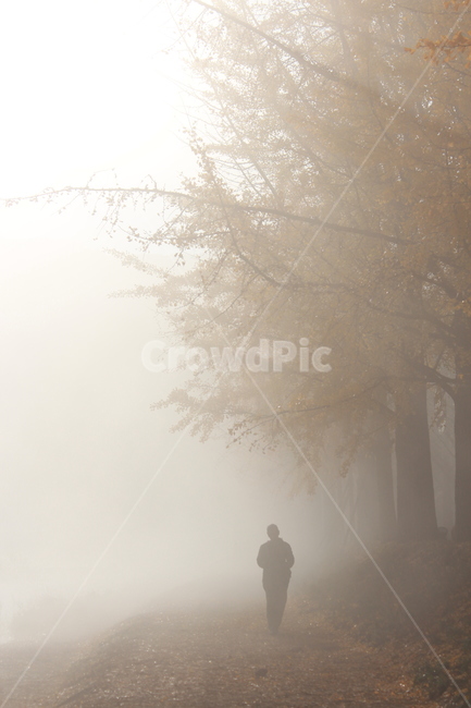 nature,자연,weather,날씨,human,인간,person,사람,outdoors,옥외,은행나무,아침,안개,자연,풍경,nature,landscape