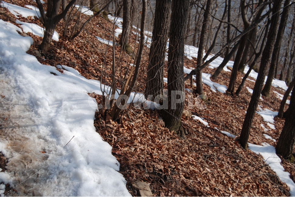 겨울,산,자연,나무,등산로,겨울,계절,winter,season,자연,풍경,nature,landscape,tree,plant,식물,tree trunk,나무 줄기