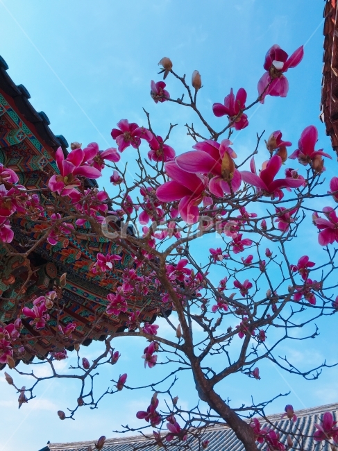 운문사,청도,적목련,꽃,봄,봄,계절,spring,season,한국전통,한국문화,korean traditional,korean culture,식물,자연,plants,nature,꽃,flower,plant
