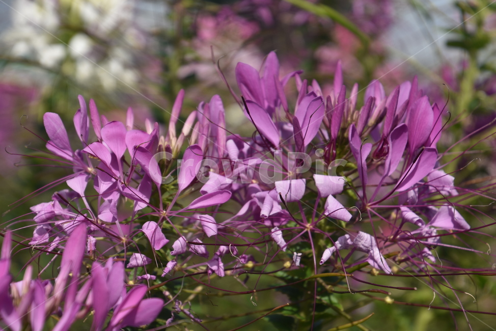plant,식물,꽃,flower,풍접초,식물,자연,plants,nature,꽃,flower