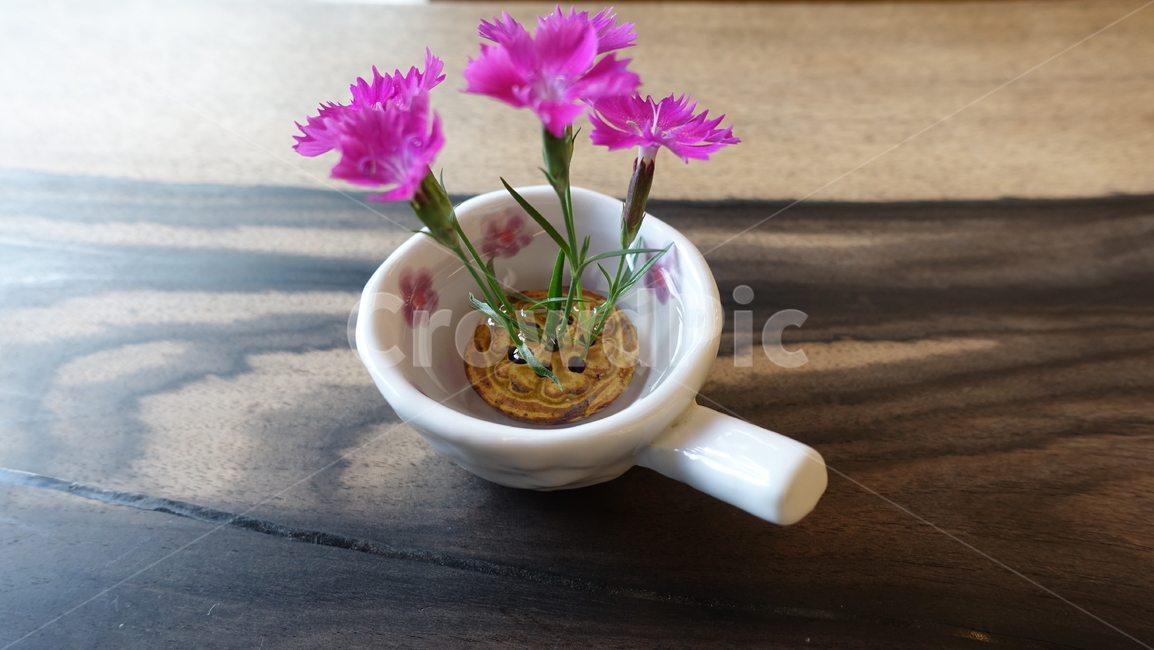 패랭이꽃,꽃,blossom,flower,토종꽃,야생화,plant,식물,pink,자주색