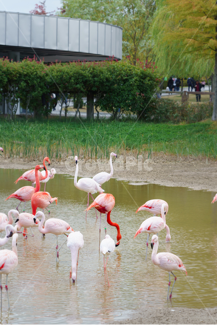 홍학,새,공원,animal,bird,동물,animal,조류,새,birds