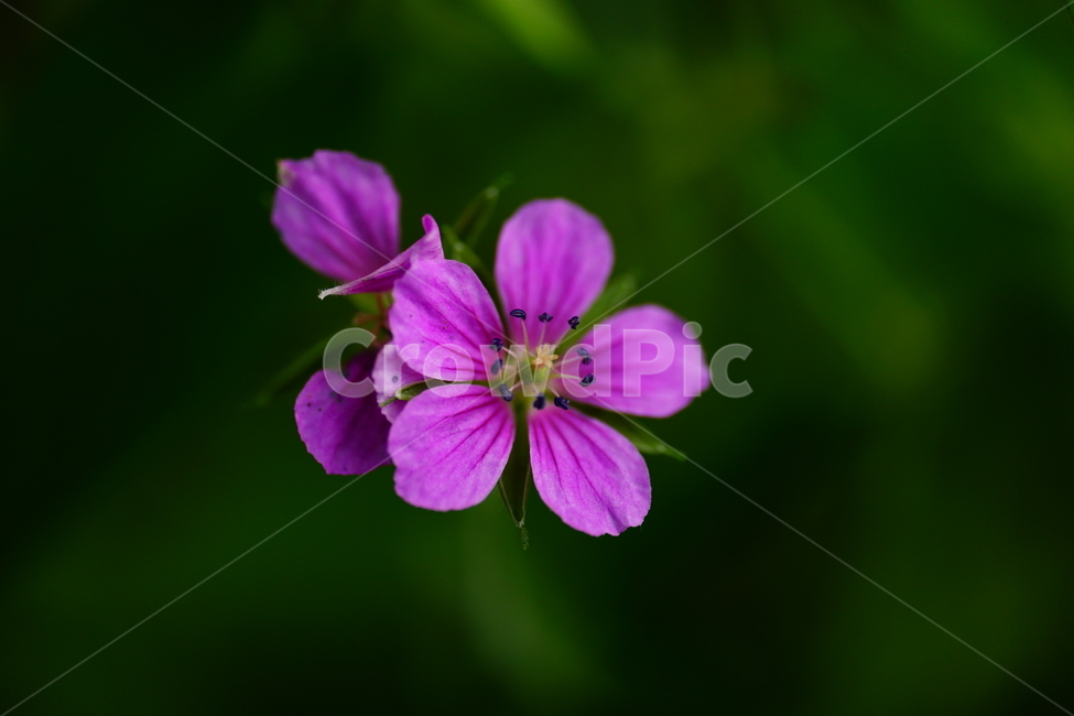 쥐손이풀,꽃,플라워,가을꽃,가을,autumn,fall,식물,plants,flower,closeup,접사,자연,nature,꽃사진,9월,September,식물,자연,plants,nature,꽃,flower