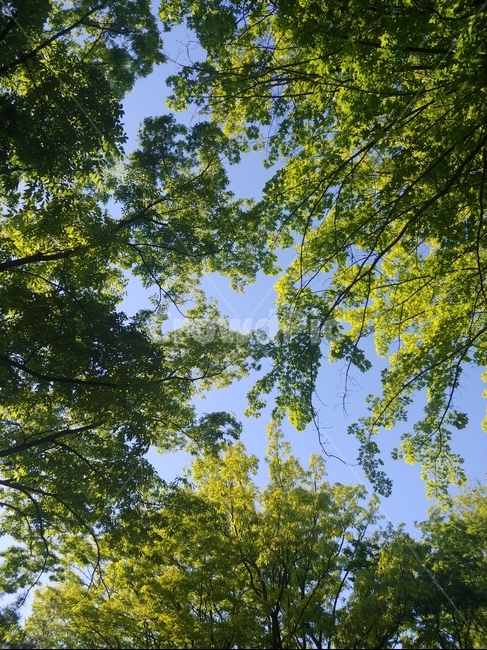 나무,하늘,식물,나뭇잎,나무줄기,여름,풍경,자연,tree,sky,plant,leaf,leaves,summer,nature