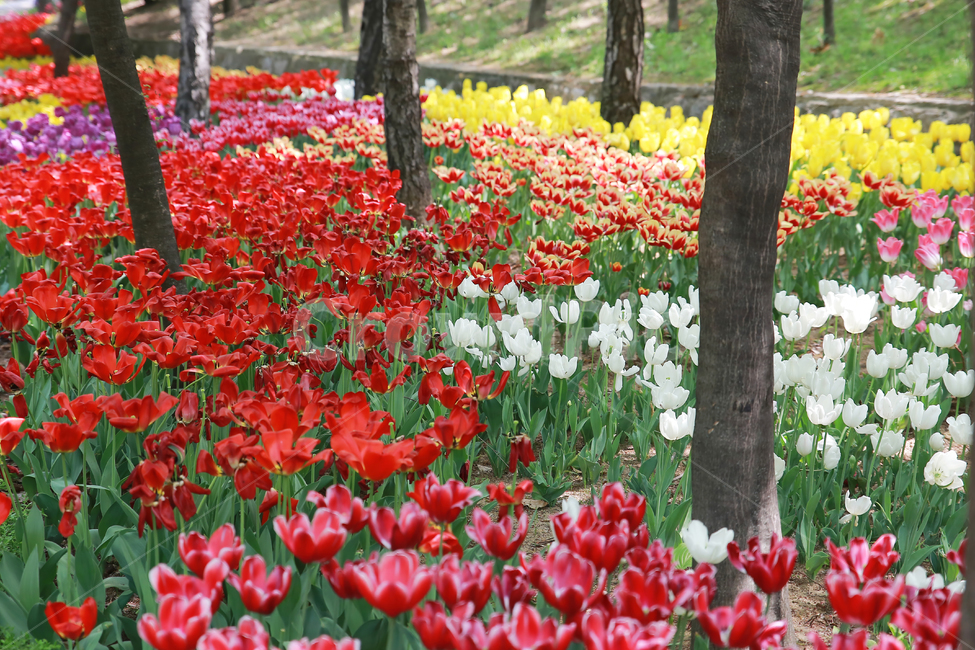 꽃,화단,나무,숲,봄,플라워,꽃밭,공원,식물,자연,plants,nature,꽃,flower