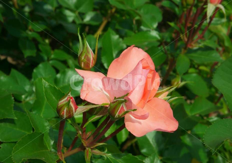 꽃,5월,장미,식물,계절,식물,자연,plants,nature,꽃,flower