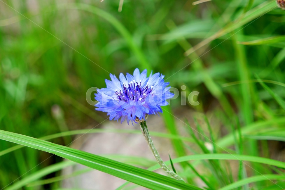 식물,꽃,여름,센토레아,수레국화,식물,자연,plants,nature,꽃,flower