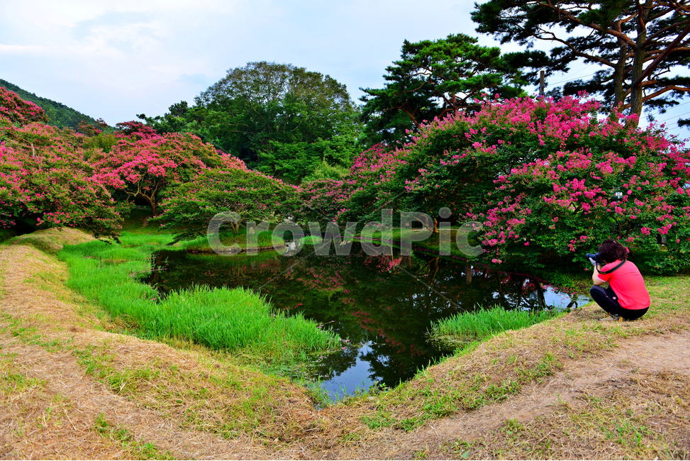 전남,담양,명옥헌원림,배롱나무,연못,반영,사람,여자,하트모양,여름,water,outdoors,옥외,nature,자연,담양명옥헌,명옥헌배롱나무,담양명옥헌원림,배롱나무꽃,자연,풍경,nature,landscape