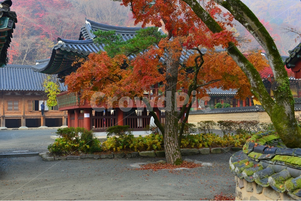 전남,장성,백양사,백양사가을,추색,가을,단풍,단풍잎,계절,treetrunk,나무줄기,nature,자연,outdoors,scenery,풍경,landscape,경치,plant,식물,leaf,잎,tree,나무,maple,돌담,기와,가을,계절,fall,autumn,season